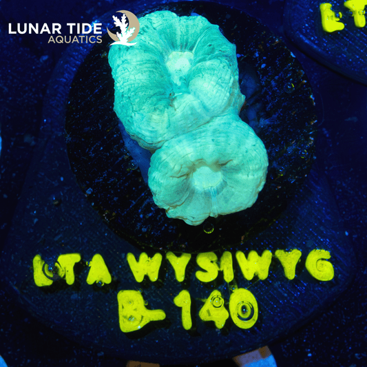 LTA Neon Green Candy Cane Coral