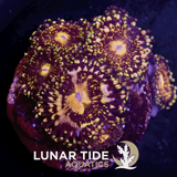 LT Grim Rreaper Zoanthids