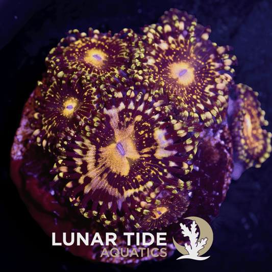 LT Grim Rreaper Zoanthids