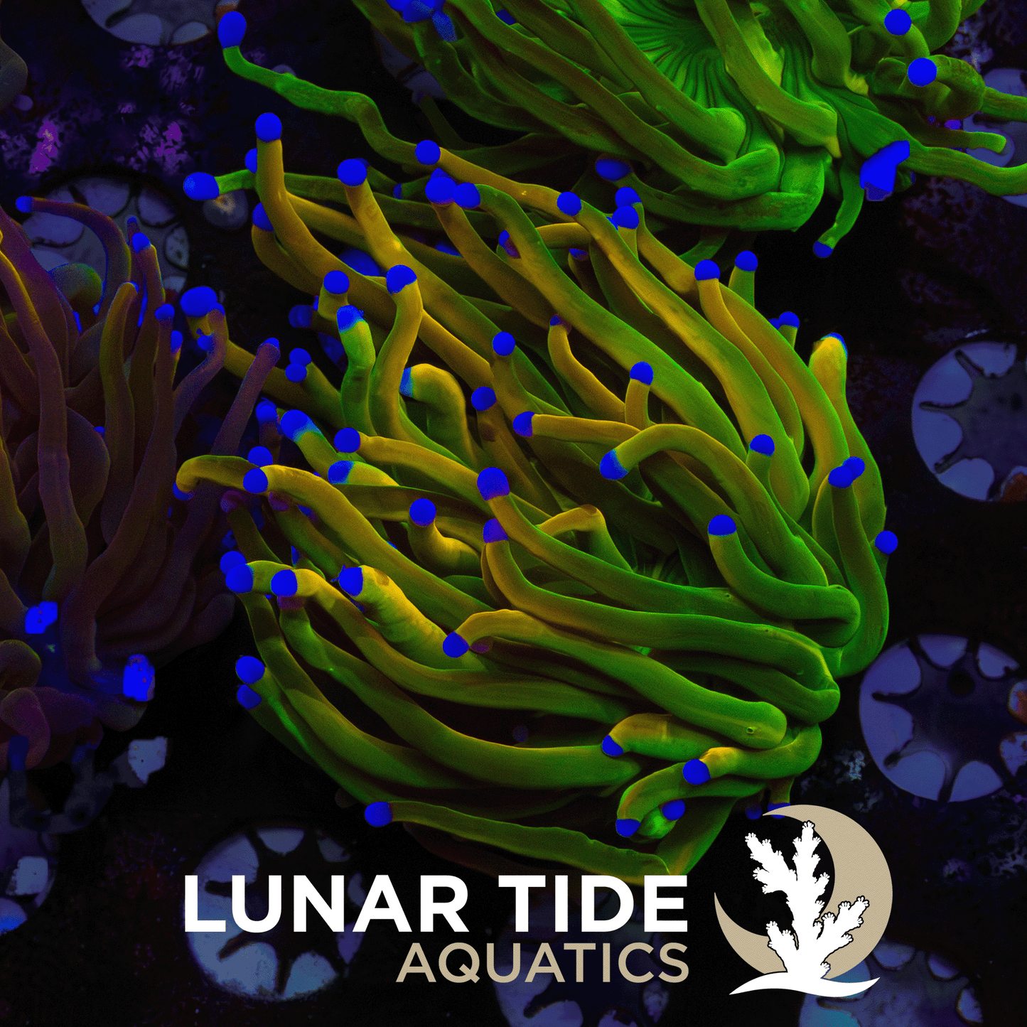 LT Guac and Gold - Holy Grail Variant Torch coral