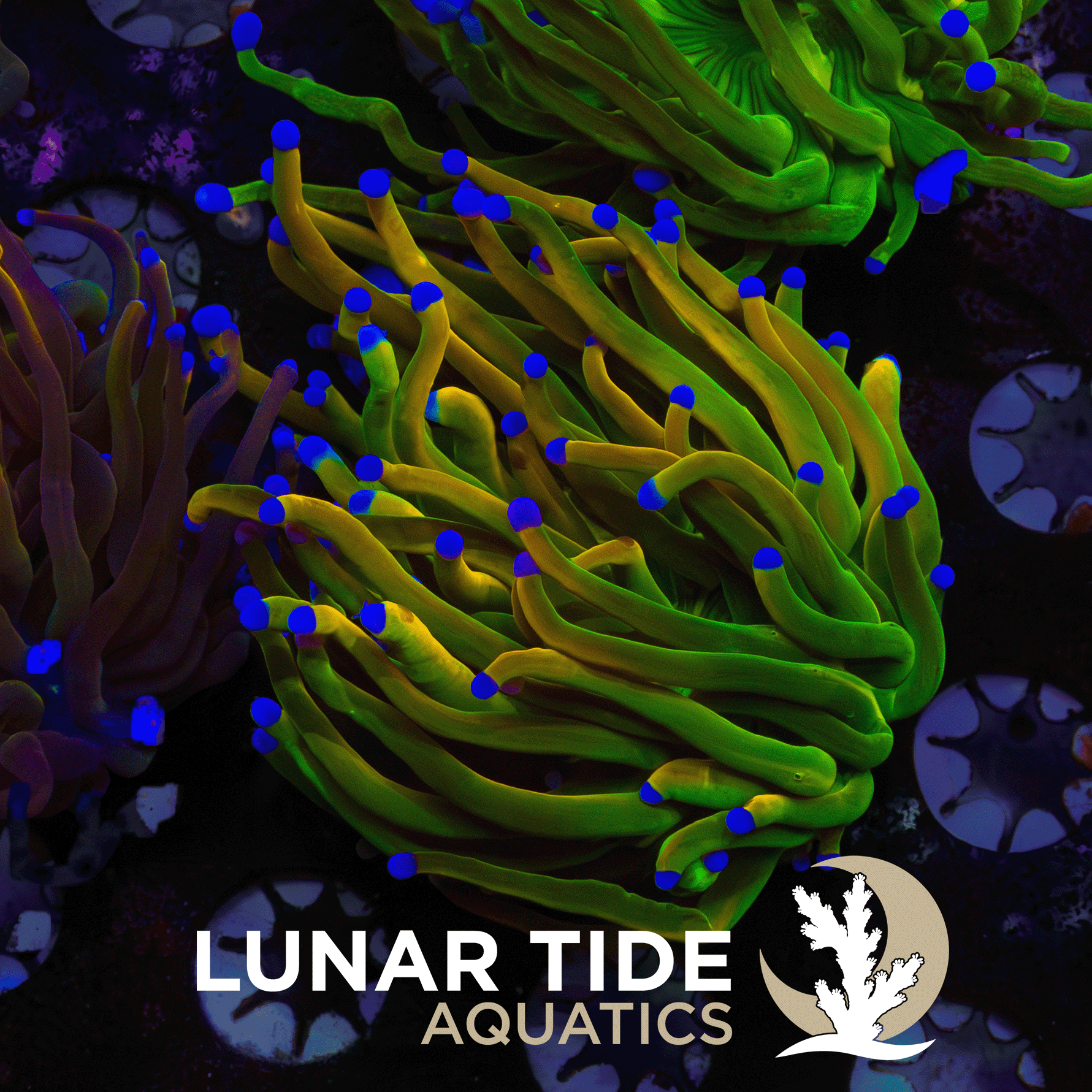 LT Guac and Gold - Holy Grail Variant Torch coral