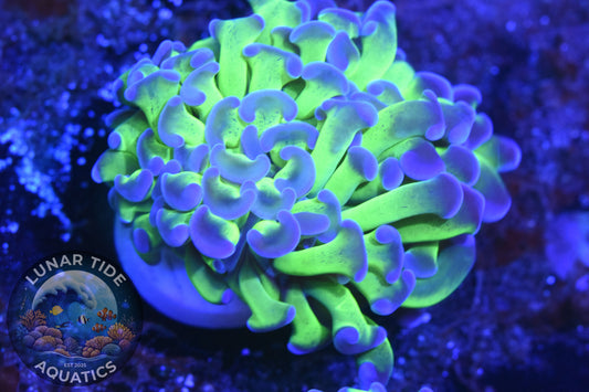 LTA - Super Bright Green and Purple Hammer