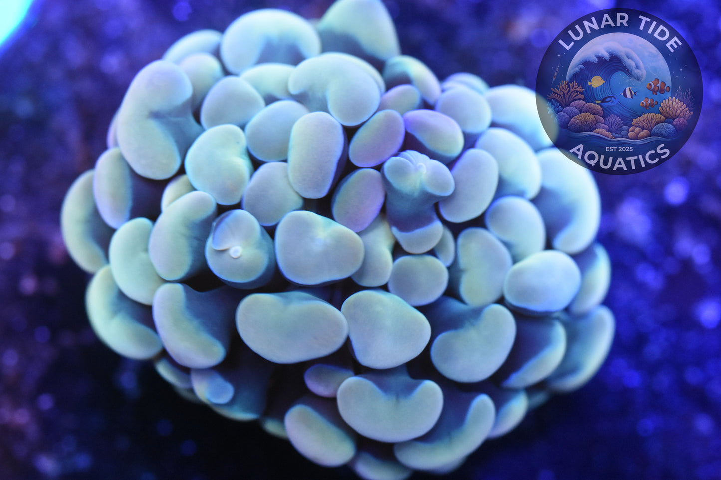 LTA - Euphyllia 3-pack