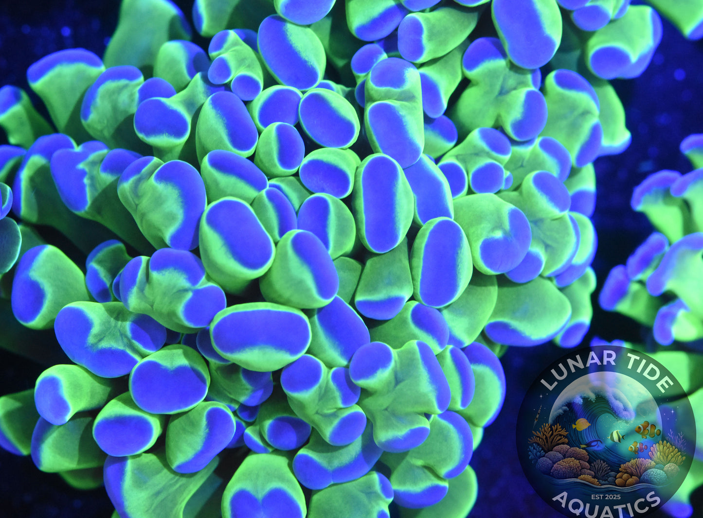 LTA - Euphyllia 3-pack