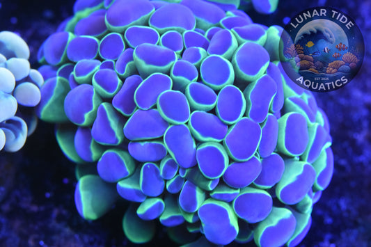 LTA - OG Hologram Hammer