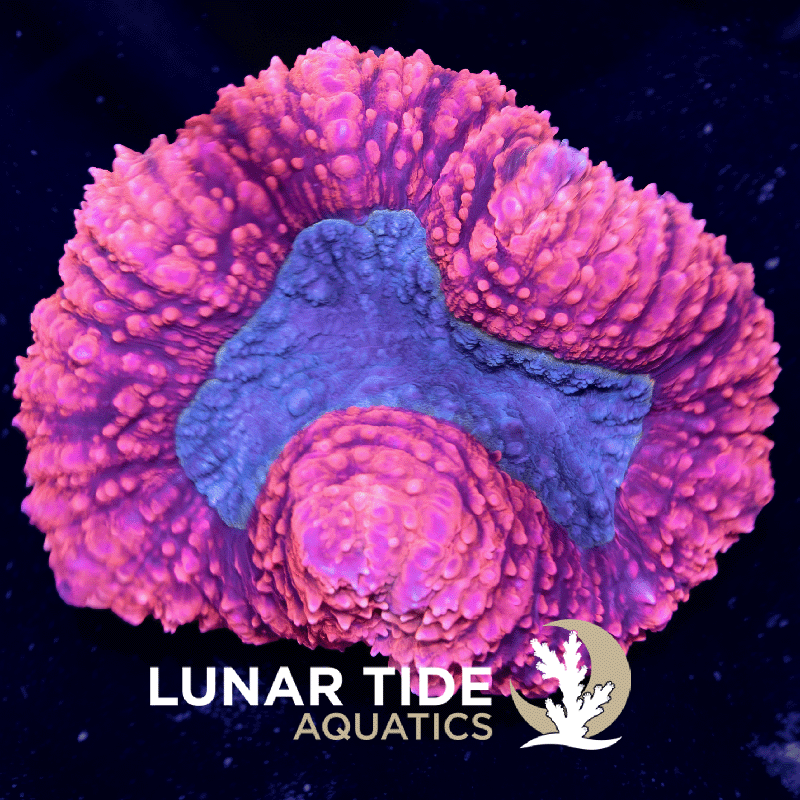 LT Barbies Dream Lobophyllia