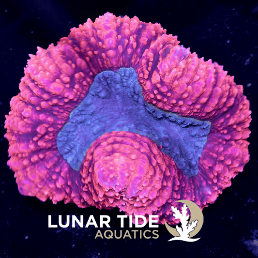 LT Barbies Dream Lobophyllia