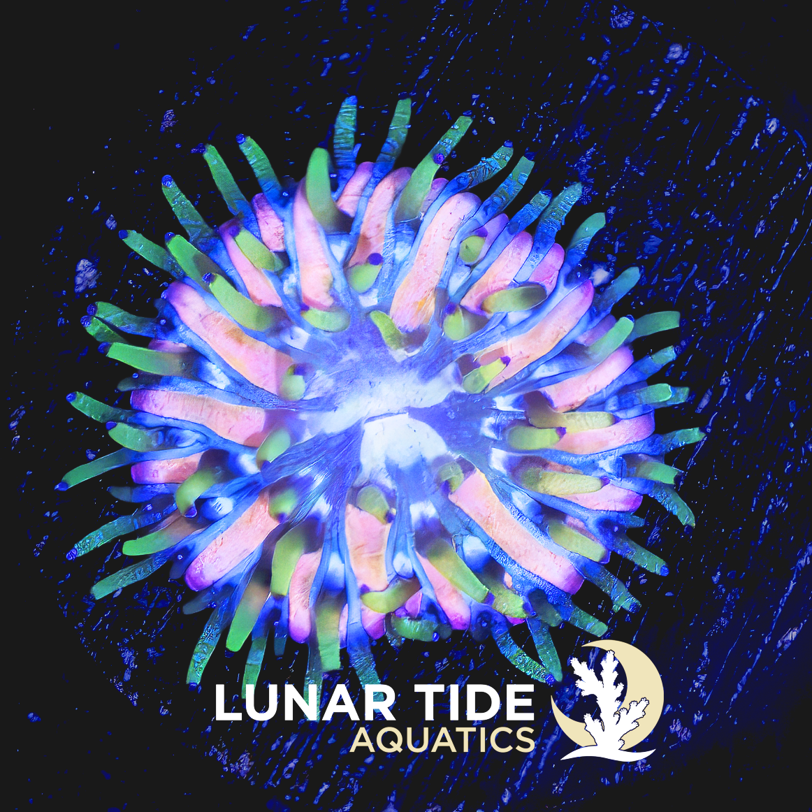 LTA Moon Petal Plate Coral