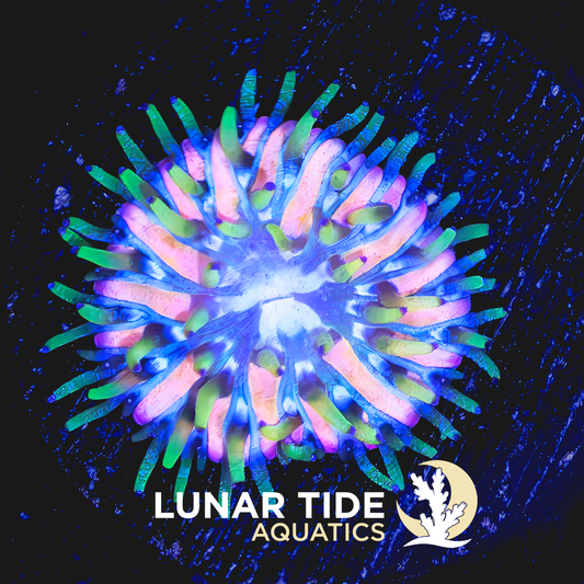 LTA Moon Petal Plate Coral