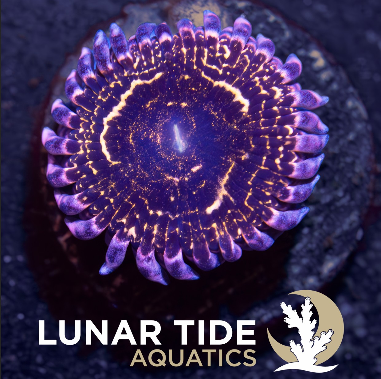 LT Stratosphere  Zoanthids