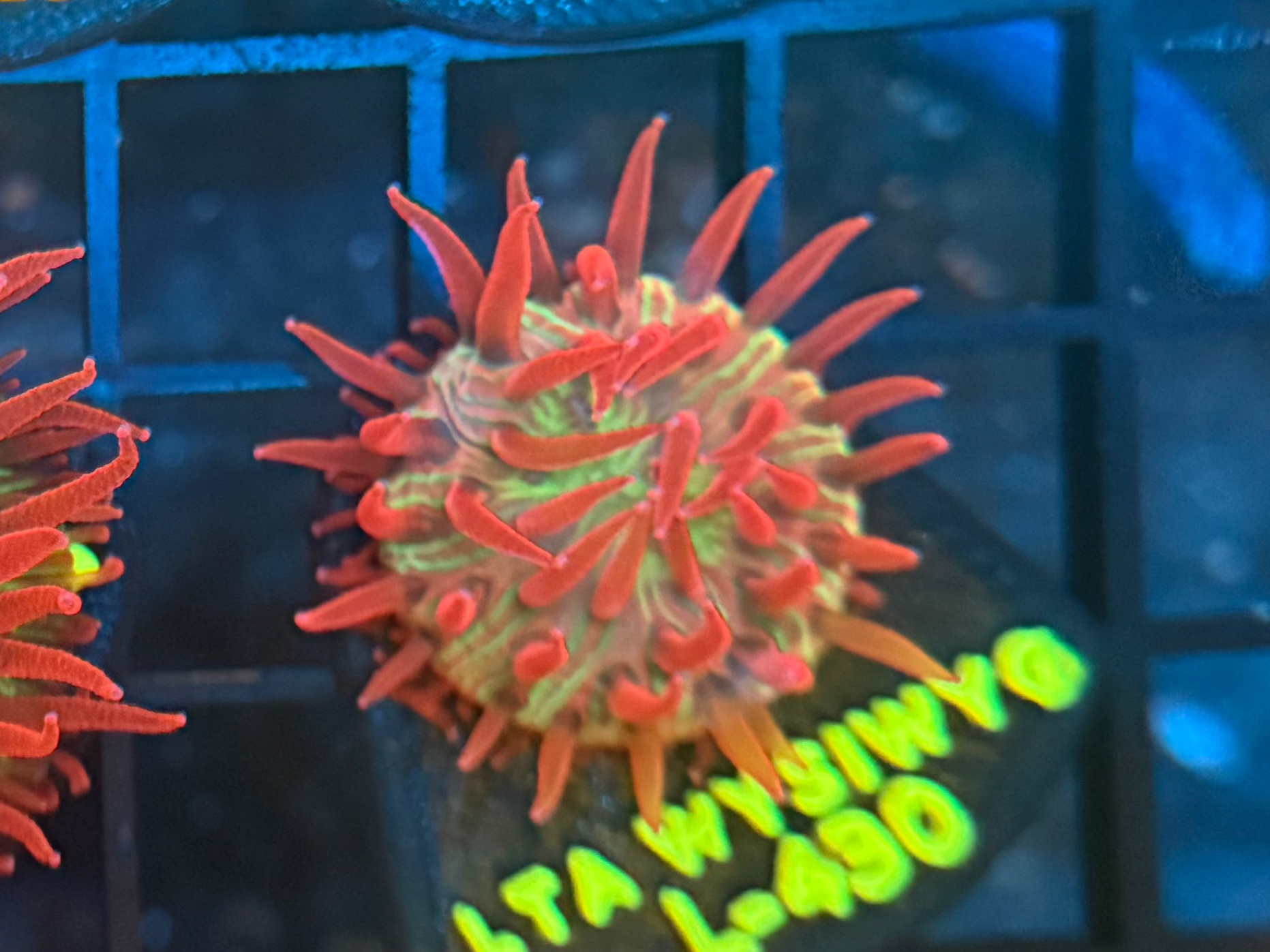 LT Super Nova Plate