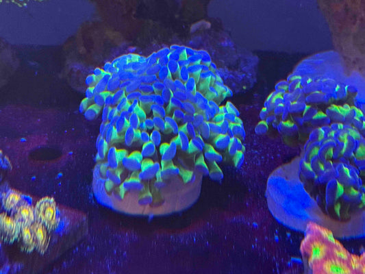 LTA Green Hammer Purple Tips