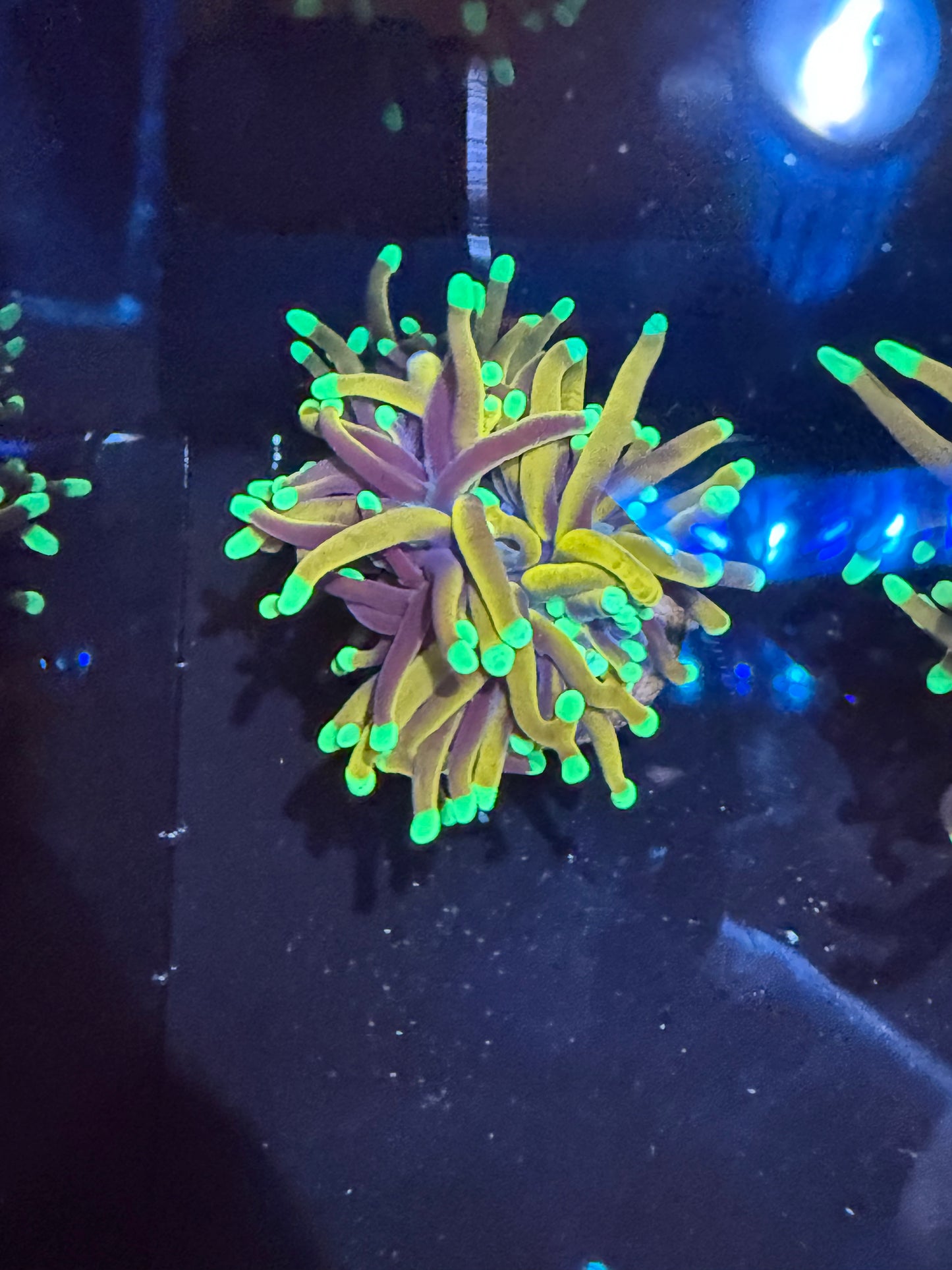 LTA Indo Gold Torch – Glow-in-the-Dark-Like Tips