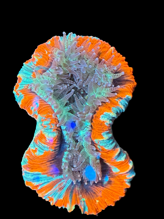 Ultra Trachyphyllia (WYSIWYG)