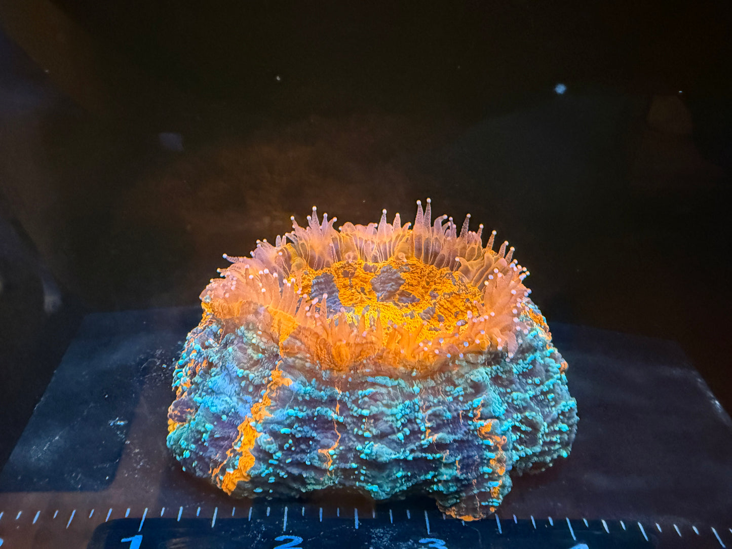 Ultra Rainbow Acanthophyllia (WYSIWYG)