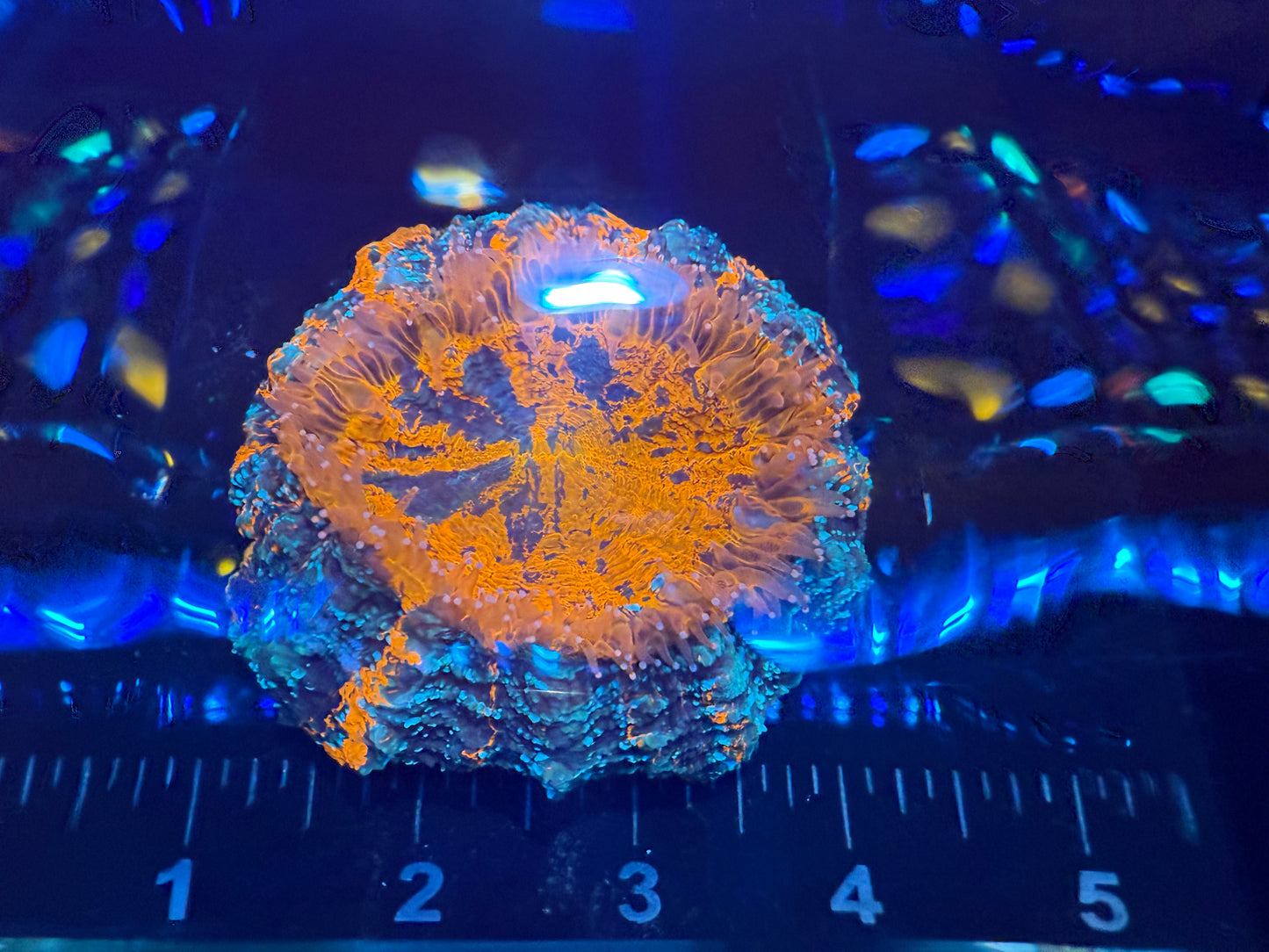 Ultra Rainbow Acanthophyllia (WYSIWYG)