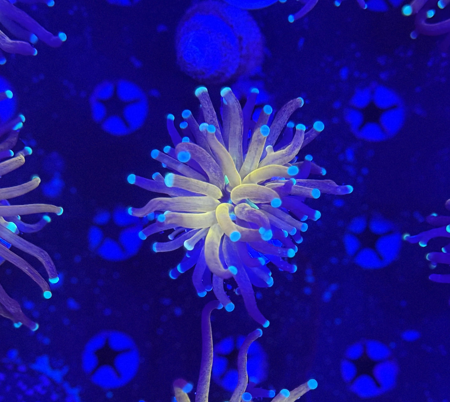 LTA Tiger Torch - WYSIWYG #207