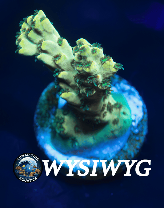 LTA Josh’s Banana Hammock Acropora Tenuis