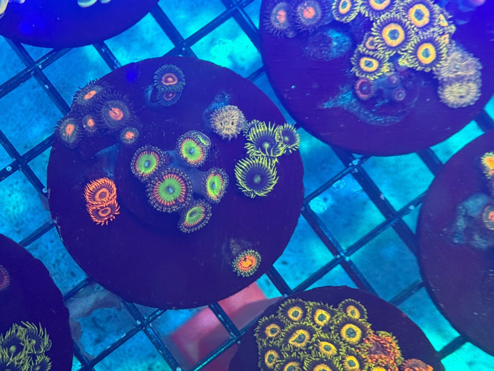 LT Zoa Garden 001