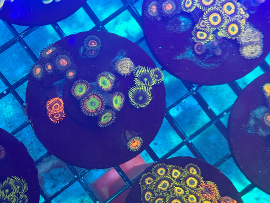 LT Zoa Garden 001