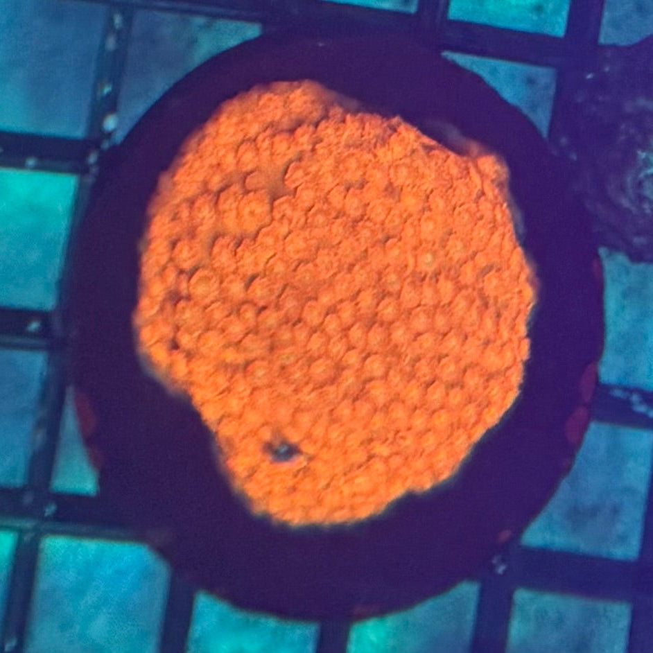 LT Tang-Banger Grafted Cyphastrea (Grafted Morph)
