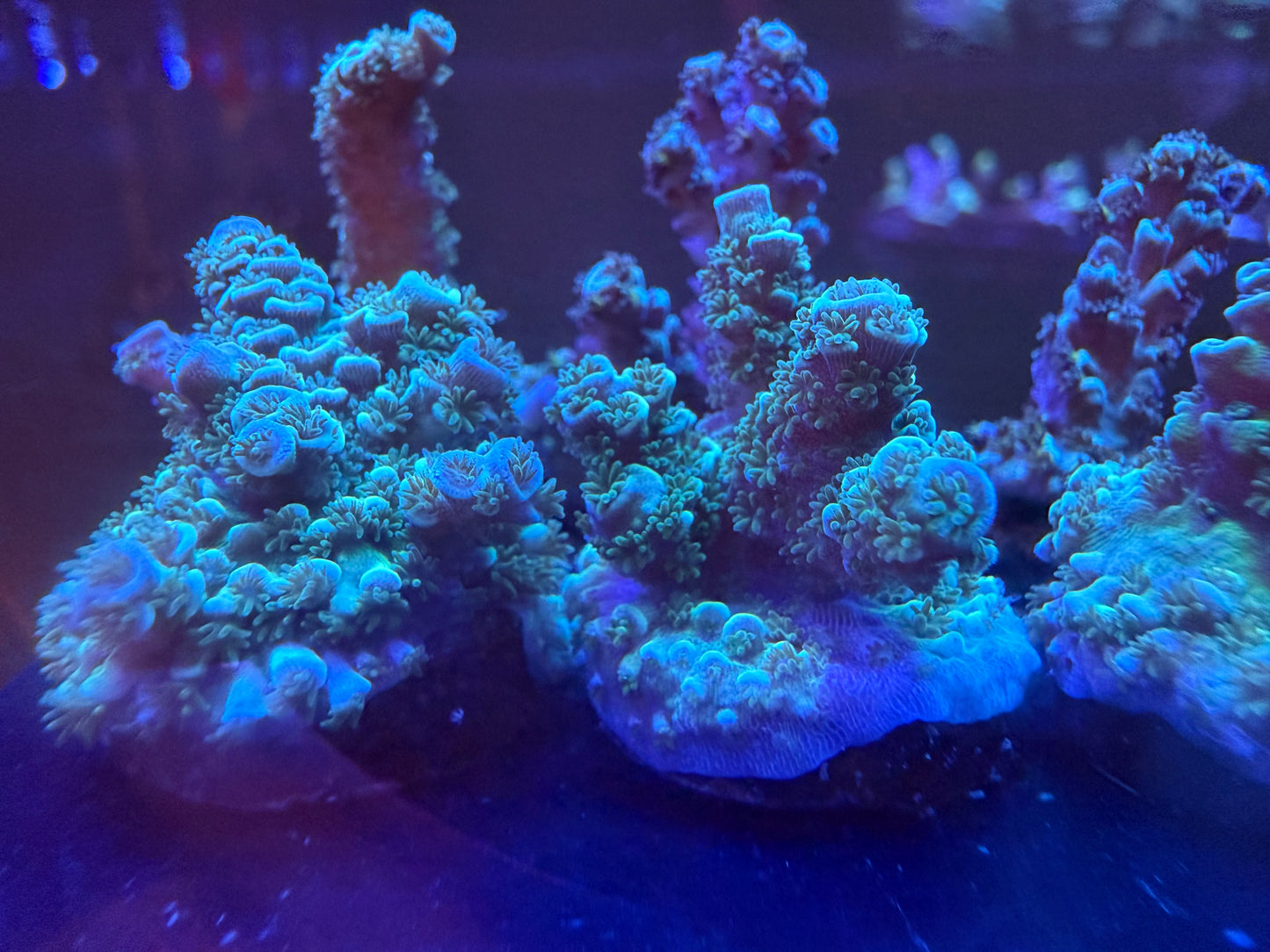 SBB Sour Patch Kids Acropora