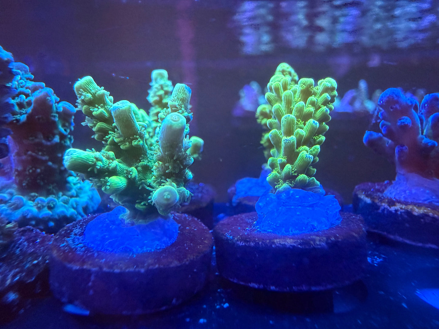 Bali & Aussi Green Slimer Acropora Pack
