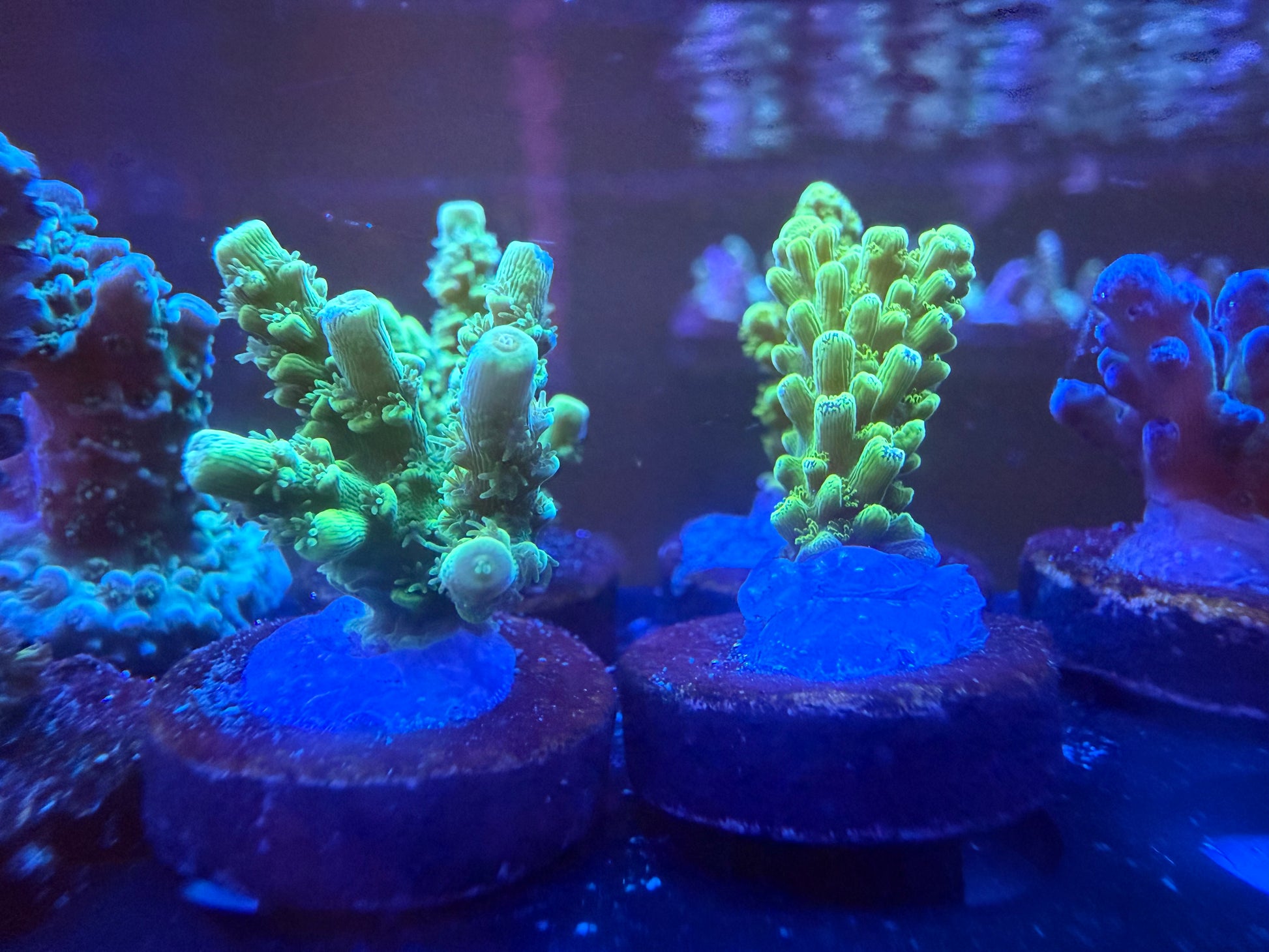 Bali & Aussi Green Slimer Acropora Pack