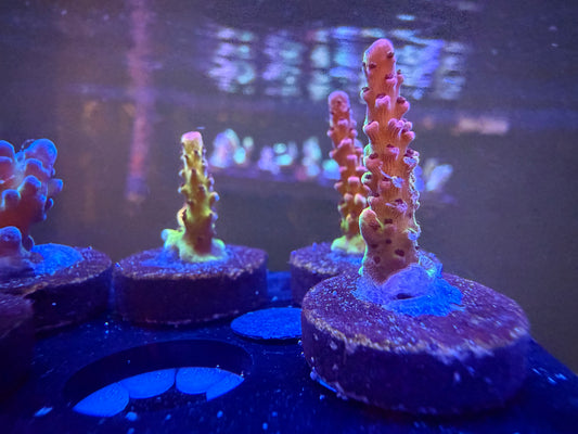WWC PC Rainbow Acropora