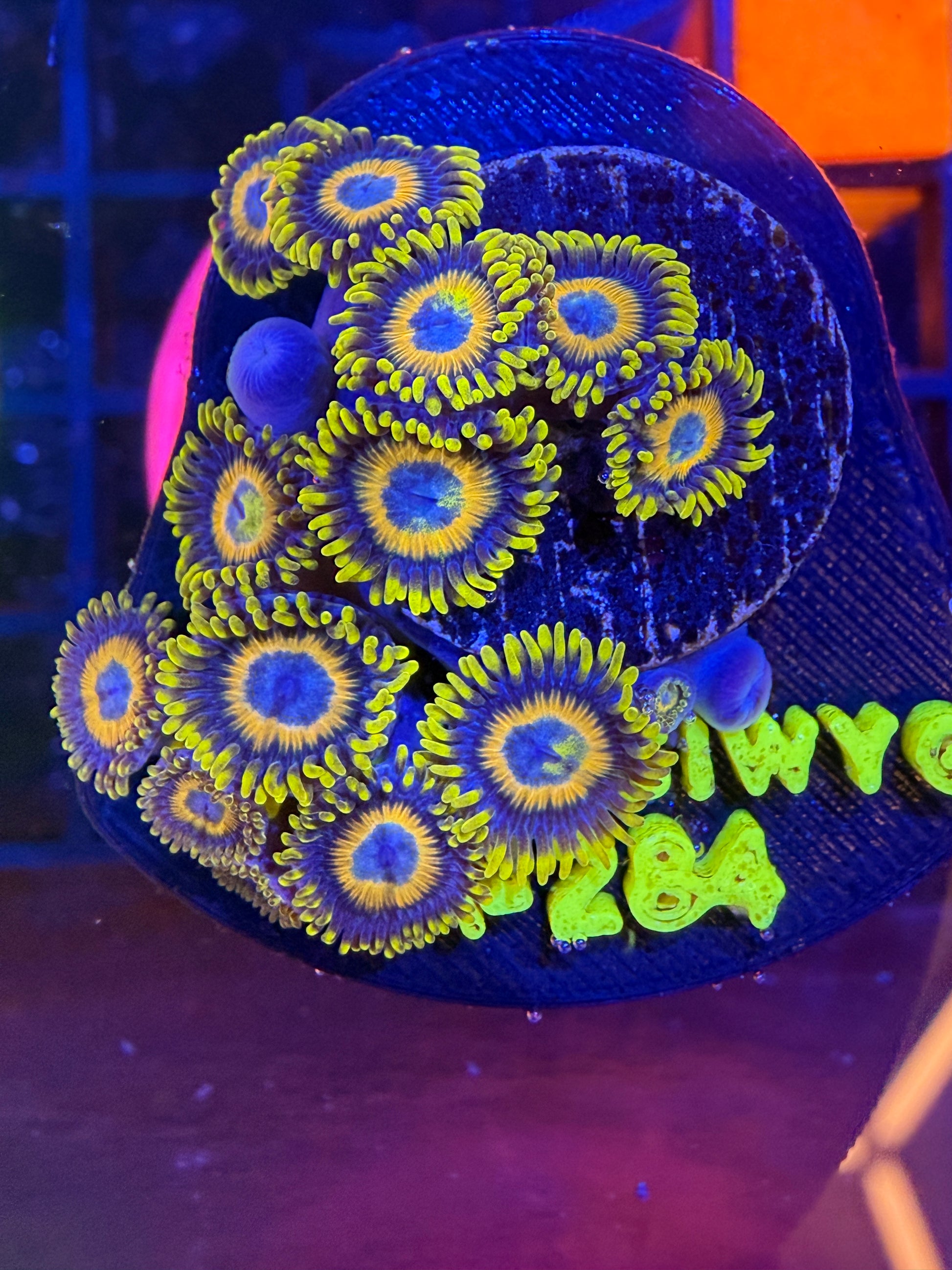 LT Scrambled Eggs Zoa Mini-Colony