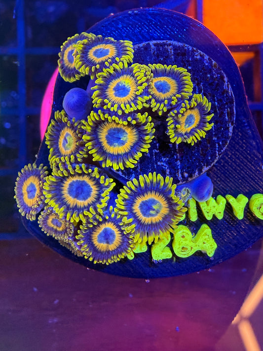 LT Scrambled Eggs Zoa Mini-Colony