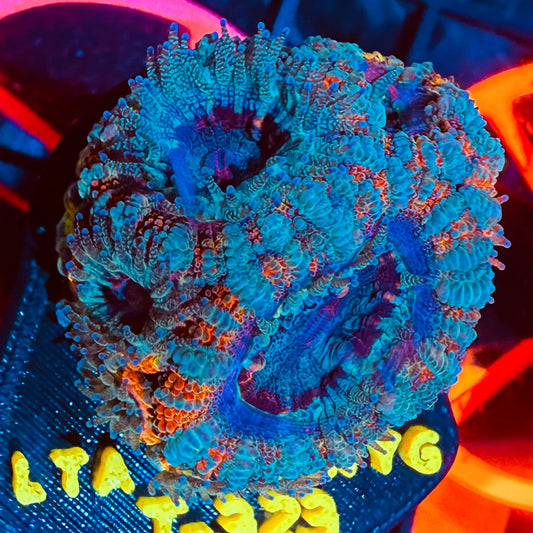 LT Rainbow Tiger Acan