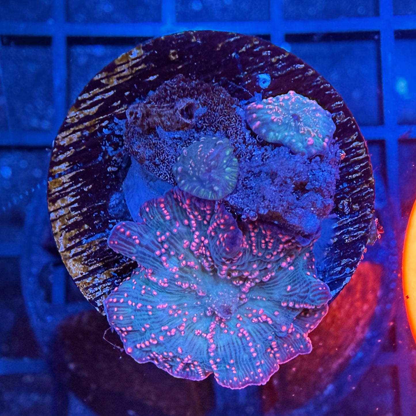 LT Cherry Blossom Discosoma Mushroom