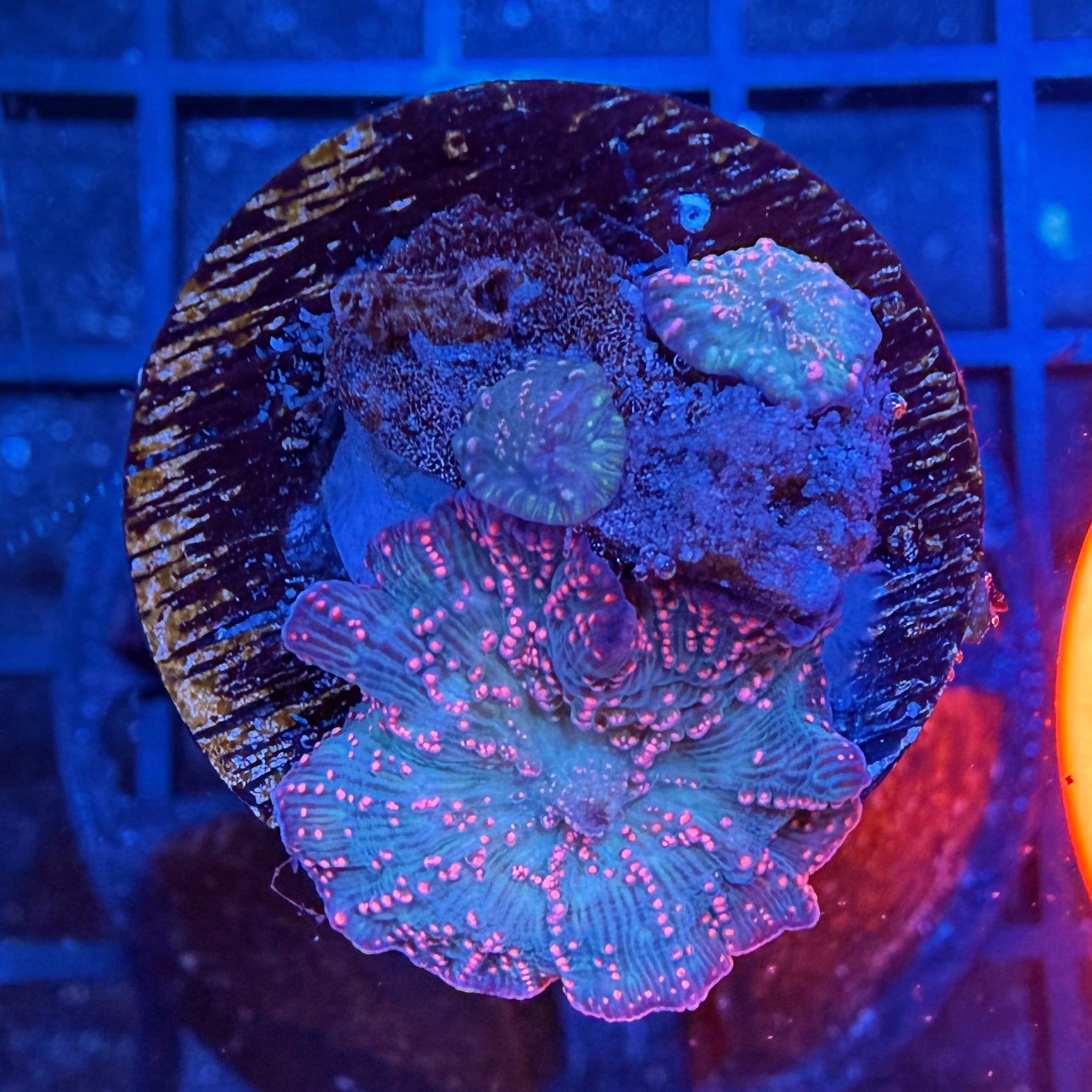 LT Cherry Blossom Discosoma Mushroom