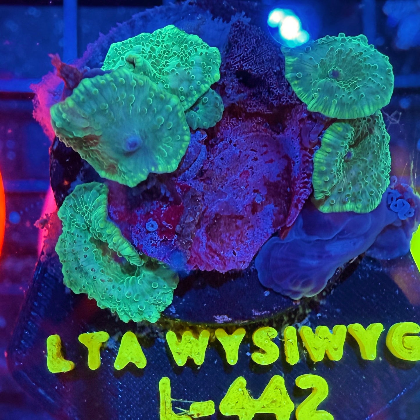 LT Waterlily Mushroom Colony