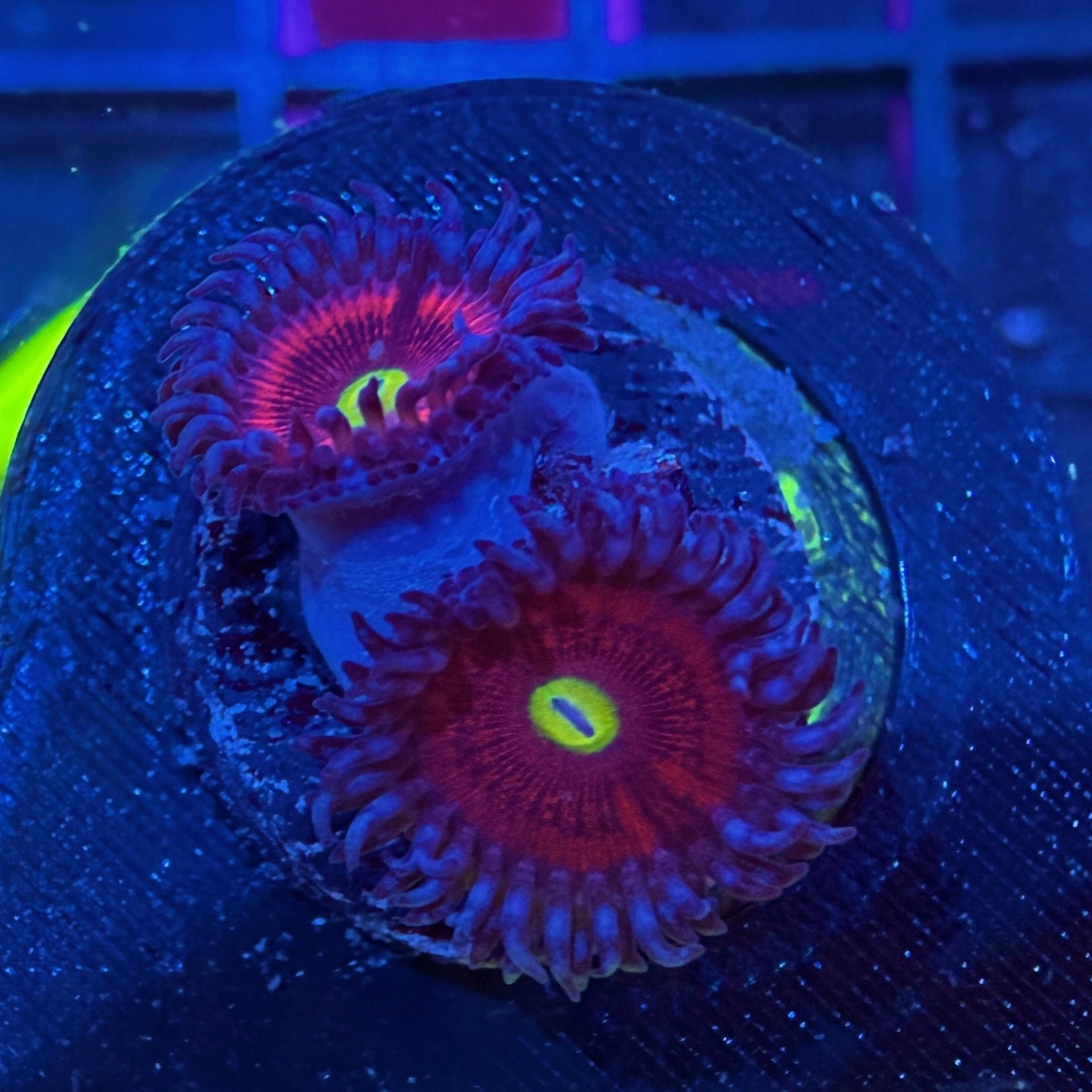 JF Everlasting Gobstopper Zoa