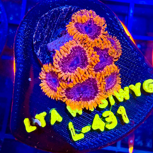 LT Event Horizon Zoa