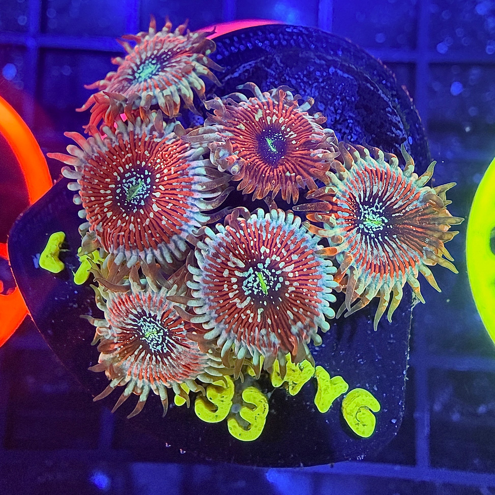 LT Seduction Paly Mini Colony