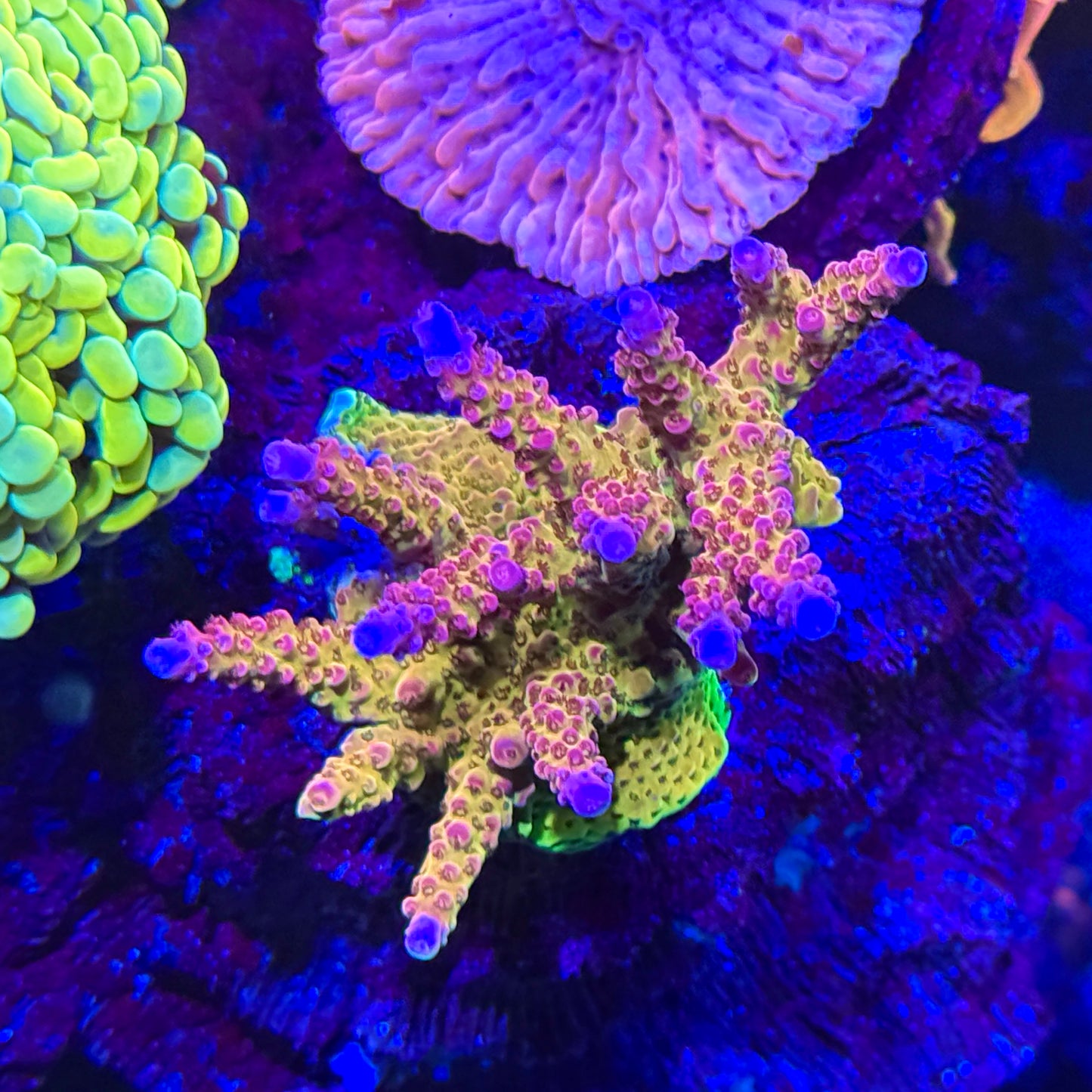 WWC PC Rainbow Acropora