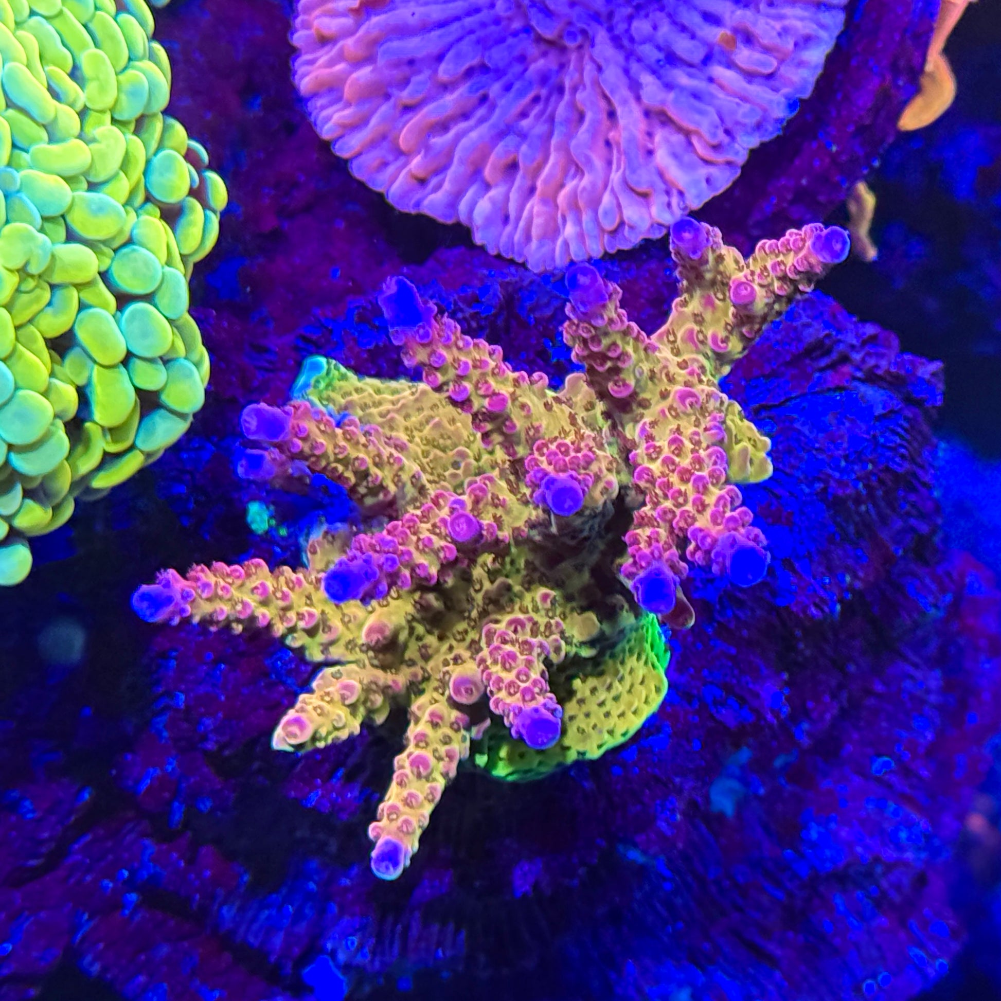 WWC PC Rainbow Acropora