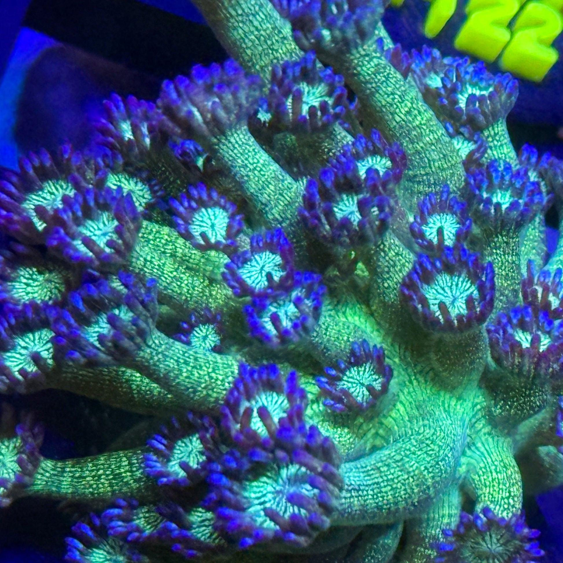 LT GlitterBomb Goniopora