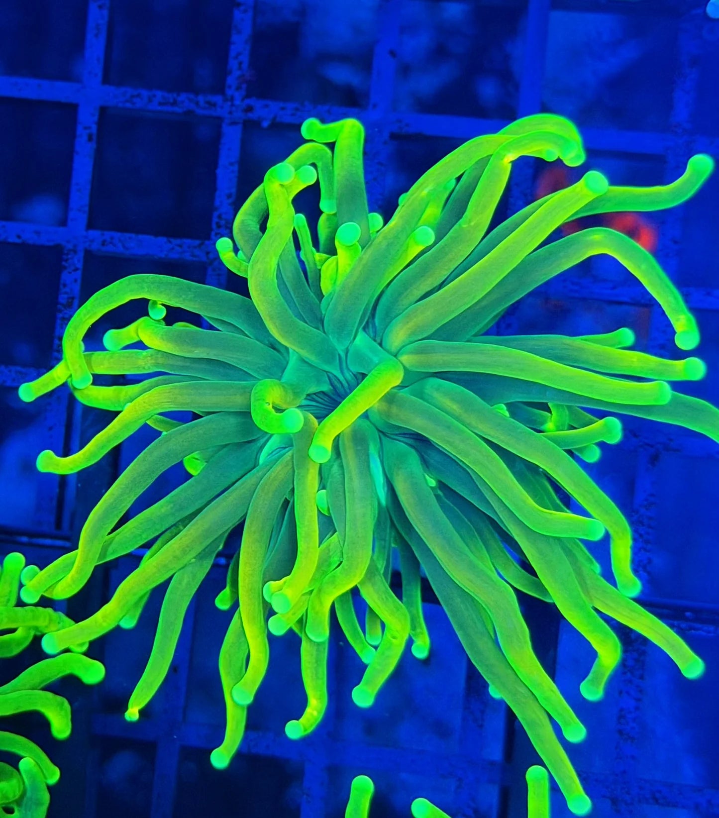 Lemon Lime Master Torch