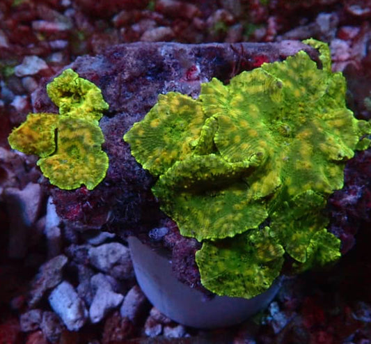 LTA Electric Honeycomb Mushroom – Discosoma sp.