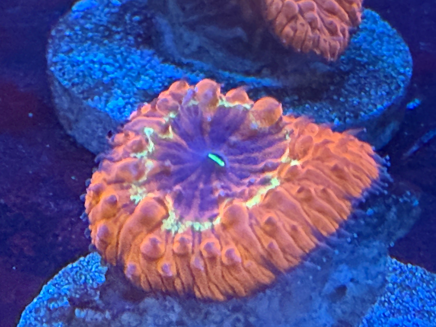 LTA Inferno Heart Blasto 2— Blastomussa wellsi