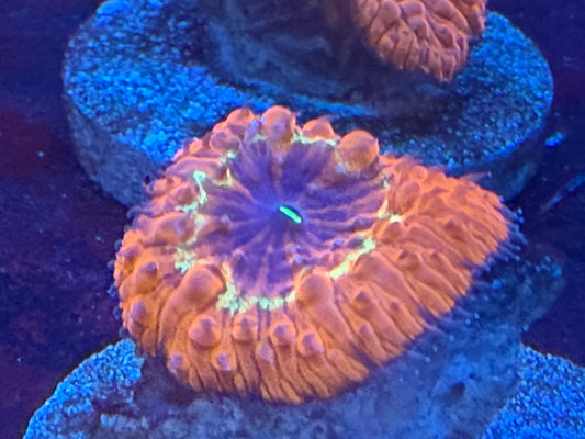LTA Inferno Heart Blasto 2— Blastomussa wellsi