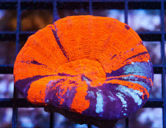 LTA - War Paint Scoly