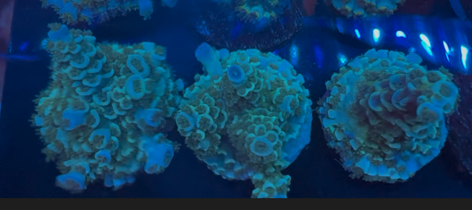 SBB Sour Patch Kids Acropora