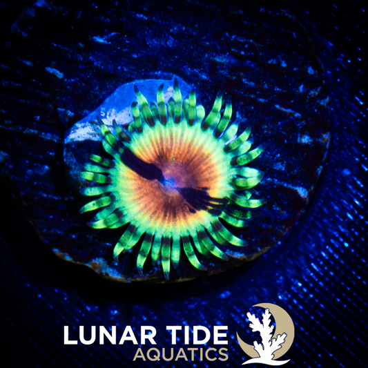JF Bloodshot Zoanthid
