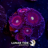 JF Gobstopper Zoanthids
