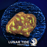 LTA Jack-O-Lantern Leptoseris